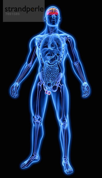 Beleuchtetes Gehirn in blauem anatomischen Modell