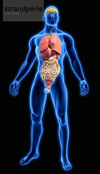 Organe in blauem anatomischen Modell