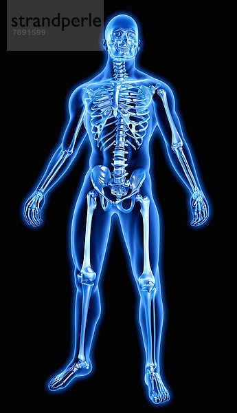 Knochen in blauem anatomischen Modell