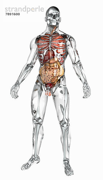 Organe in durchsichtigem anatomischen Modell