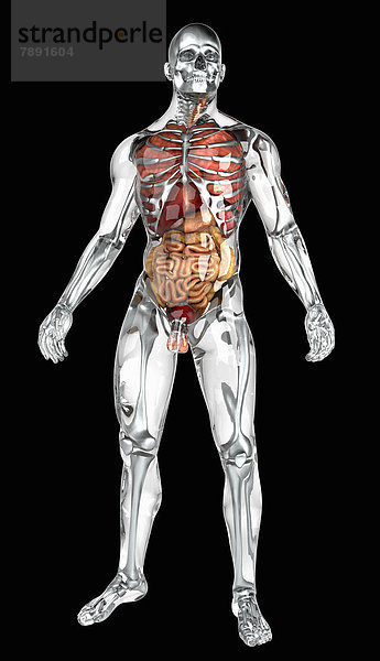 Organe in durchsichtigem anatomischen Modell