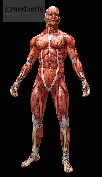 Anatomiemodell mit Muskeln und Sehnen