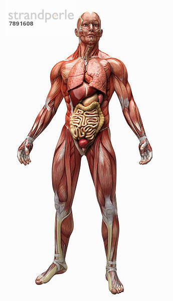 Anatomiemodell mit Muskeln  Sehnen und Organen