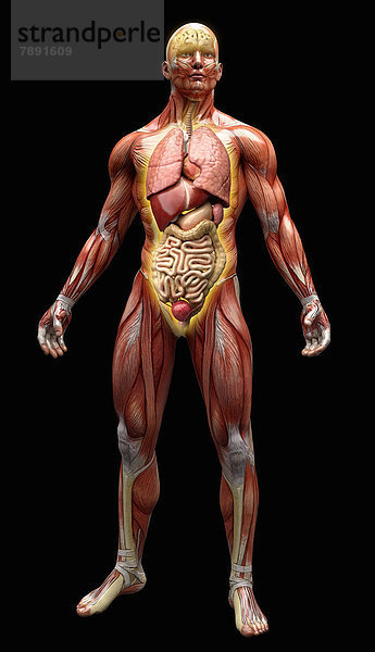 Anatomiemodell mit Muskeln  Sehnen und Organen