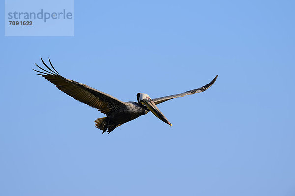 Braunpelikan  Brauner Pelikan oder Meerespelikan (Pelecanus occidentalis) fliegend