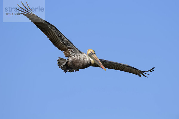 Braunpelikan  Brauner Pelikan oder Meerespelikan (Pelecanus occidentalis) fliegend