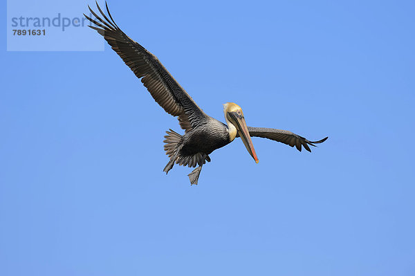 Braunpelikan  Brauner Pelikan oder Meerespelikan (Pelecanus occidentalis) fliegend