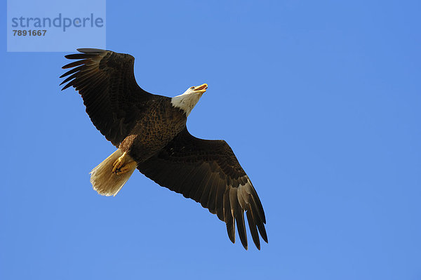 Weißkopfseeadler Haliaeetus leucocephalus fliegen fliegt fliegend Flug Flüge