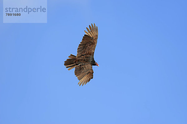 Truthahngeier (Cathartes aura) fliegend