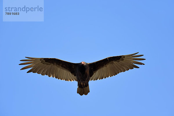 Truthahngeier (Cathartes aura) fliegend