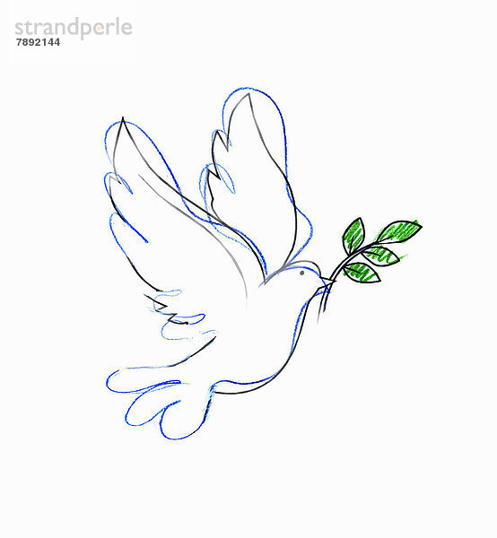 Zeichnung einer Taube mit Ölzweig