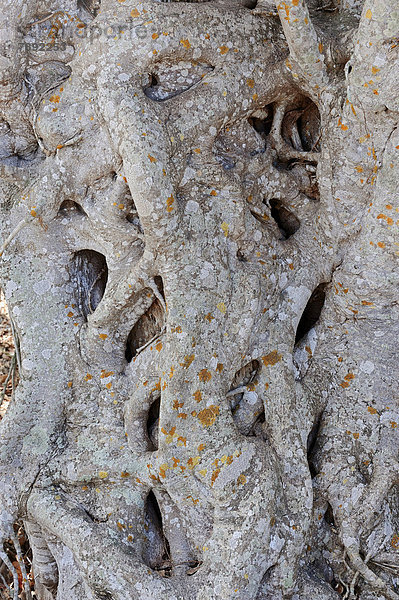 Würgfeige (Ficus aurea)