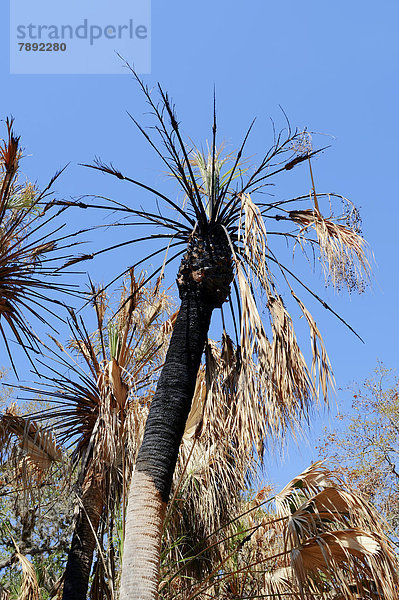 Sabal Palme oder Palmettopalme (Sabal palmetto) nach Waldbrand