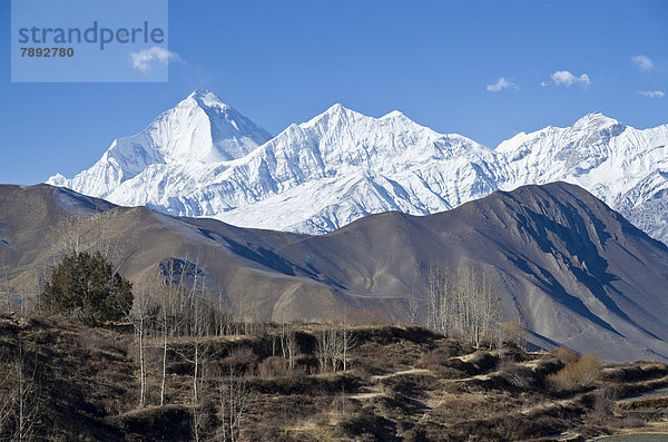 Dhaulagiri  Weißer Berg  8167m  Terrassenfelder vorne  von Muktinath