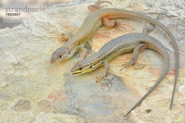 Paar des Algerischen Sandläufers (Psammodromus algirus) beim Sonnenbad auf Felsen