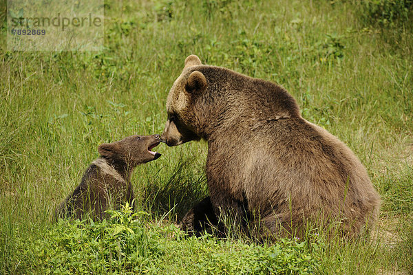 Europäische Braunbären (Ursus arctos)  Jungtier und Muttertier  in der Gehegezone