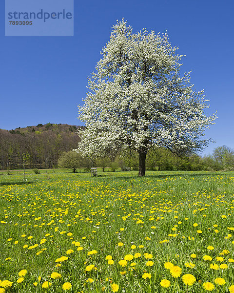 Blühender Birnbaum (Pyrus)