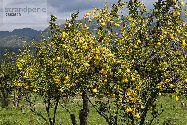 Zitronenbäume auf einer Plantage
