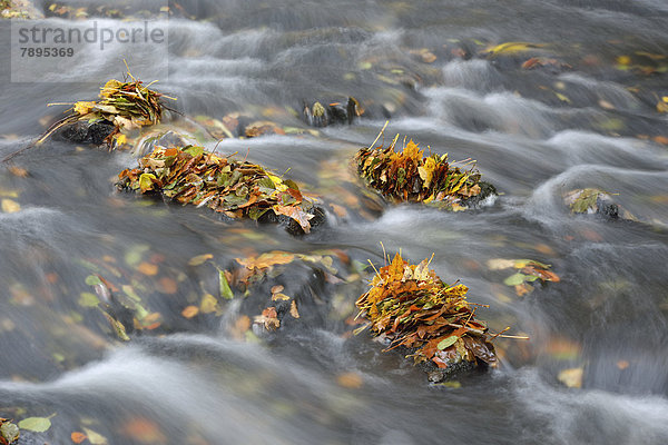 Fluss Selke im Herbst