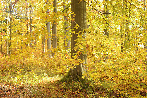 Wald Herbst Buche Buchen