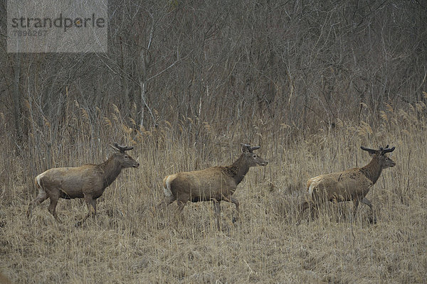 Rothirsche (Cervus elaphus)  Basthirsche