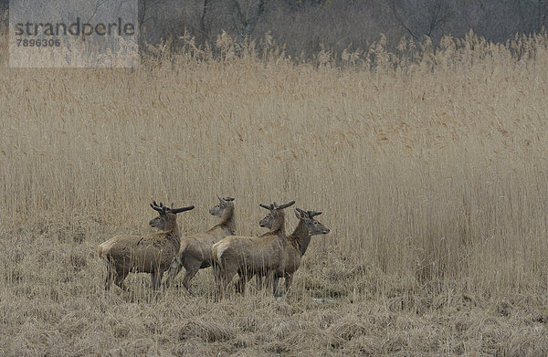 Rothirsche (Cervus elaphus)  Basthirsche