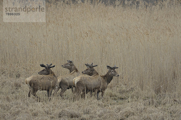 Rothirsche (Cervus elaphus)  Basthirsche