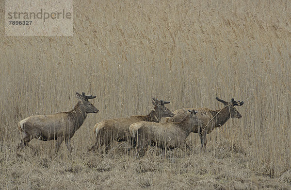 Rothirsche (Cervus elaphus)  Basthirsche