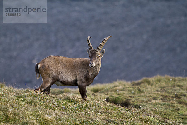 Alpensteinbock oder Gemeiner Steinbock (Capra ibex)