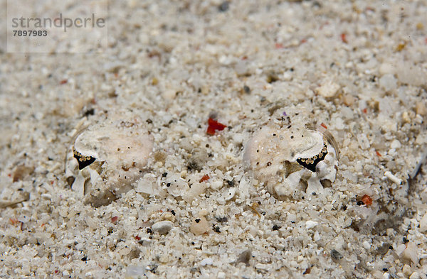 Braunkopf-Plattkopf  Braunwangen-Plattkopf (Cymbacephalus beauforti) versteckt sich im Sand  Detailaufnahme der Augen