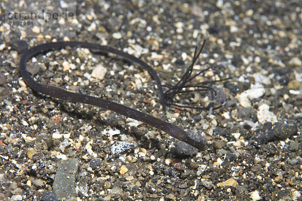 Schwanzlose Seenadel (Trachyrhamphus bicoarctatus)  Jungtier