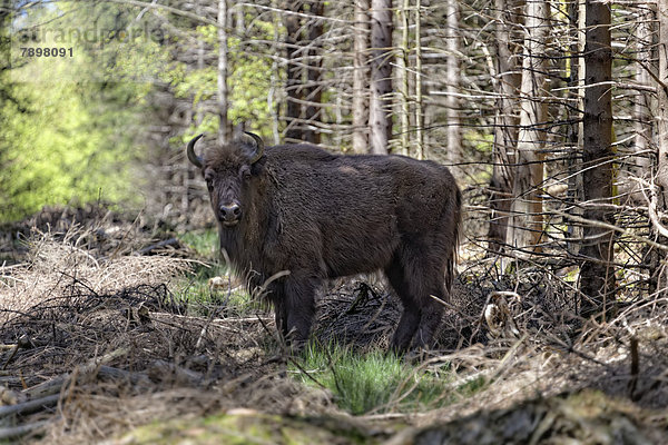 Wisent oder Europäischer Bison (Bison bonasus) auf Lichtung in freier Wildbahn  am 11. April 2013 in Bad Berleburg ausgewildert