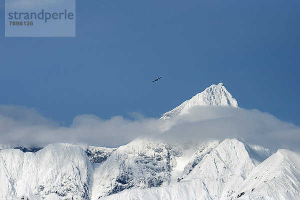 Ein Adler im Flug in der Nähe von Mt. Gilbert in den Chugach Mountains