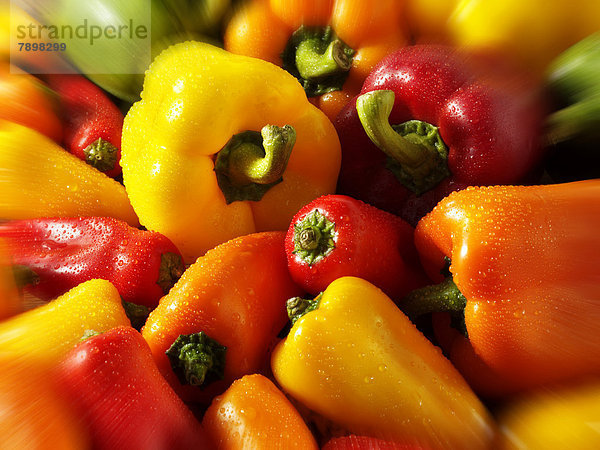 Frische Paprika  rot  grün  gelb und orange