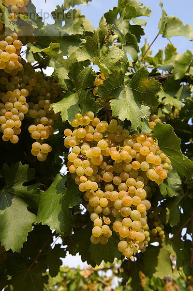 Weiße Trauben an den Reben in den Weinbergen von Hajós  Ungarn  Europa