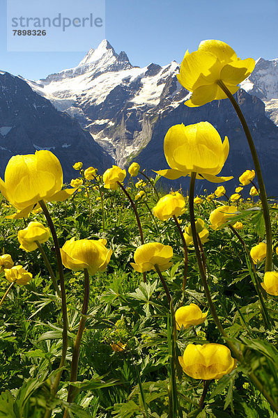 Trollblumen (Trollius europaeus)  Alpenwiese auf 2500 m Höhe  Eiger hinten  First  Grindelwald  Berner Alpen  Schweiz  Europa