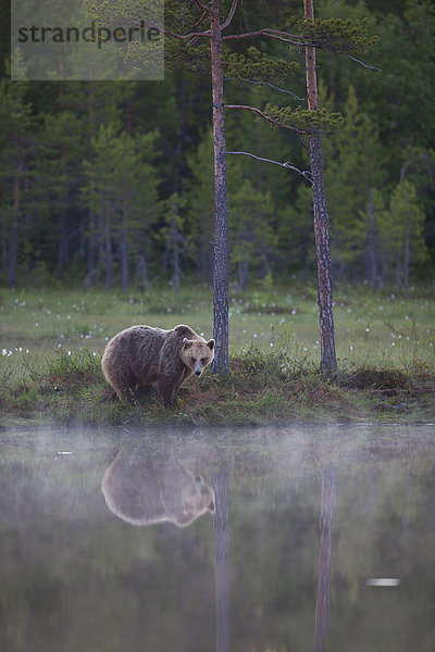 Braunbär (Ursus arctos) um Mitternacht an See