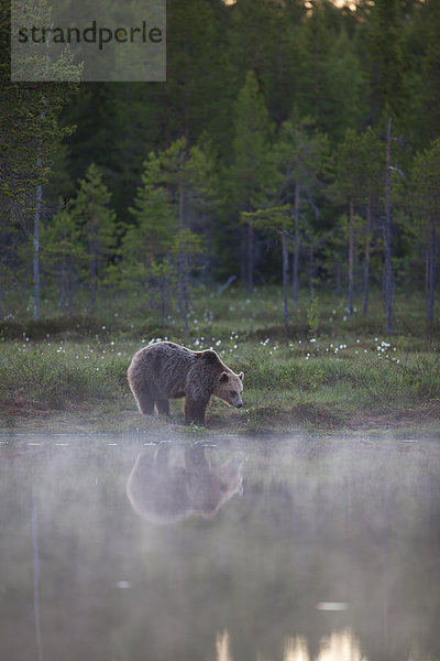 Braunbär (Ursus arctos) um Mitternacht an See