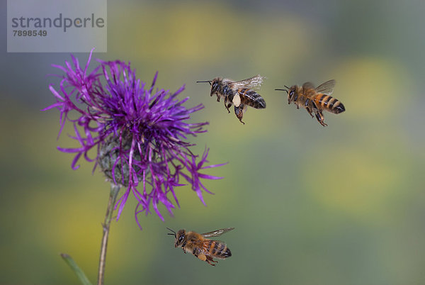 Westliche Honigbienen (Apis mellifera) im Flug
