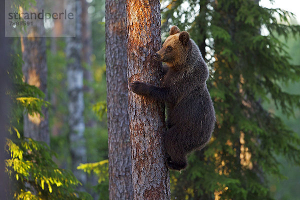 Braunbär (Ursus arctos) klettert auf Baum