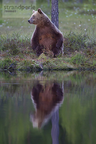 Braunbär (Ursus arctos) an See