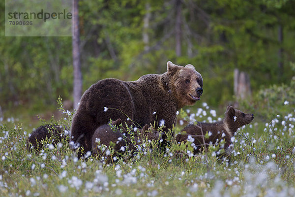 Braunbär (Ursus arctos) mit Jungen