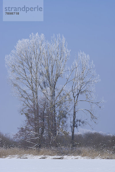 Bäume mit Raureif in Winterlandschaft