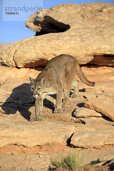 Puma oder Silberlöwe (Puma concolor)  auf Nahrungssuche  pirschend