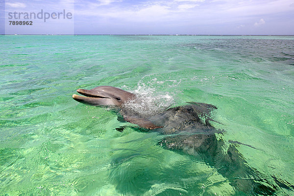 Delfin  Großer Tümmler (Tursiops truncatus)  captive