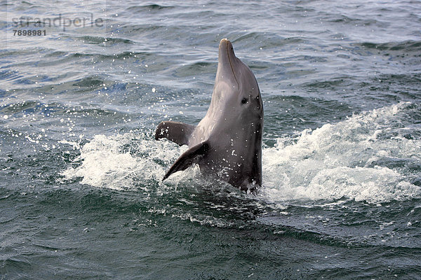 Delfin  Großer Tümmler (Tursiops truncatus)  springt rückwärts aus dem Wasser  captive
