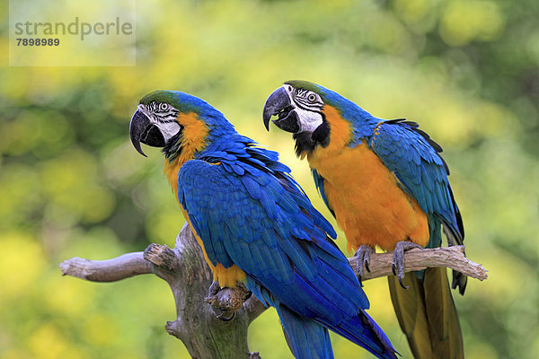 Gelbbrustara  (Ara ararauna)  Vorkommen Südamerika  captive  Paar auf Warte