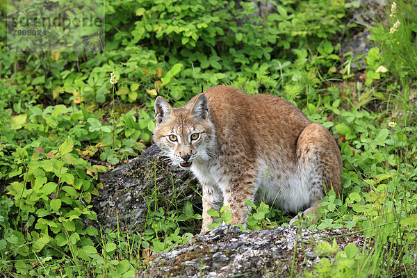 Eurasischer Luchs oder Nordluchs  (Lynx lynx)  Weibchen  captive