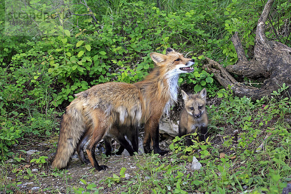 Rotfüchse (Vulpes vulpes)  captive  Muttertier mit Jungtieren  zehn Wochen
