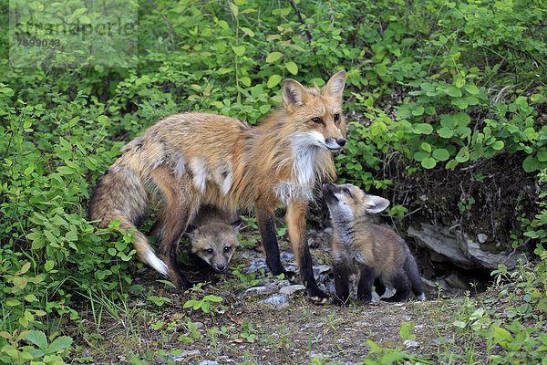Rotfüchse (Vulpes vulpes)  captive  Muttertier mit Jungtieren  zehn Wochen